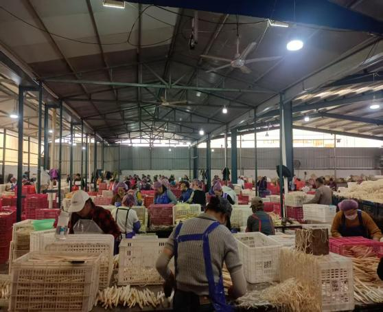 健達團隊秉承公司“降本增效”理念，嚴格控制白蘆筍整條生產線